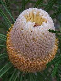 Banksia hookeriana