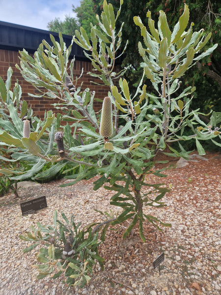 Banksia menziesii Dwarf form