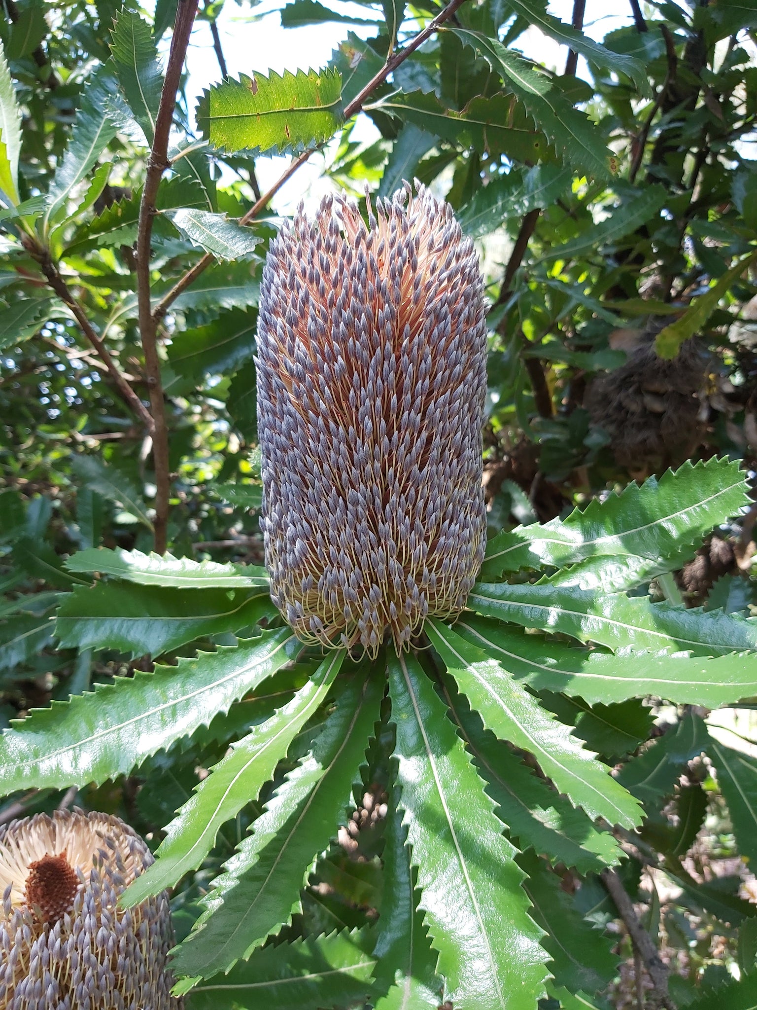 Banksia serrata