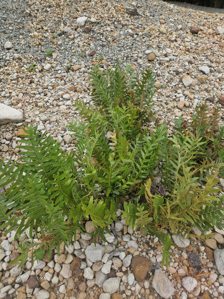 Banksia gardneri var. gardneri