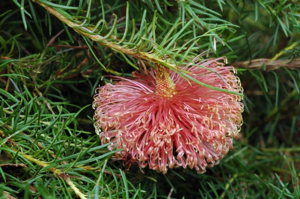 Banksia nutans var. nutans