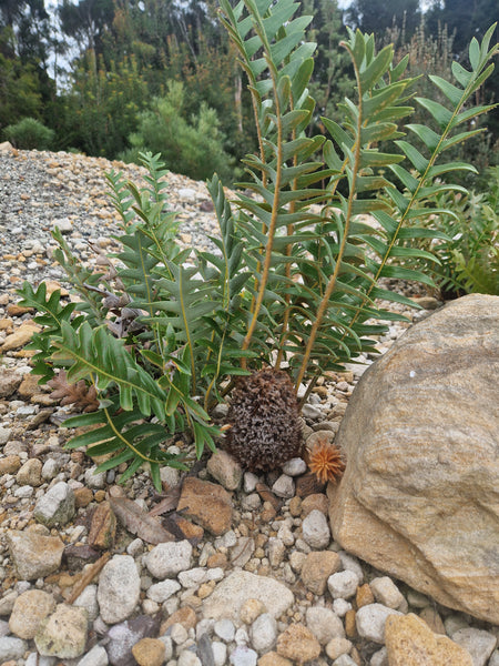Banksia gardneri var. gardneri