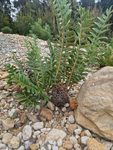 Banksia gardneri var. gardneri