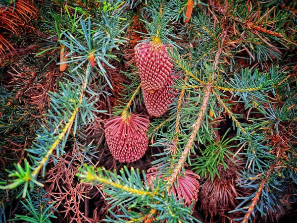 Banksia nutans var. nutans