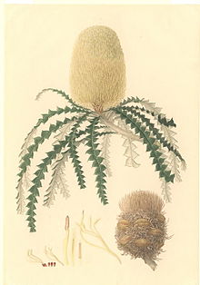 Banksia speciosa