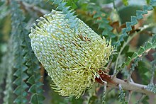 Banksia speciosa