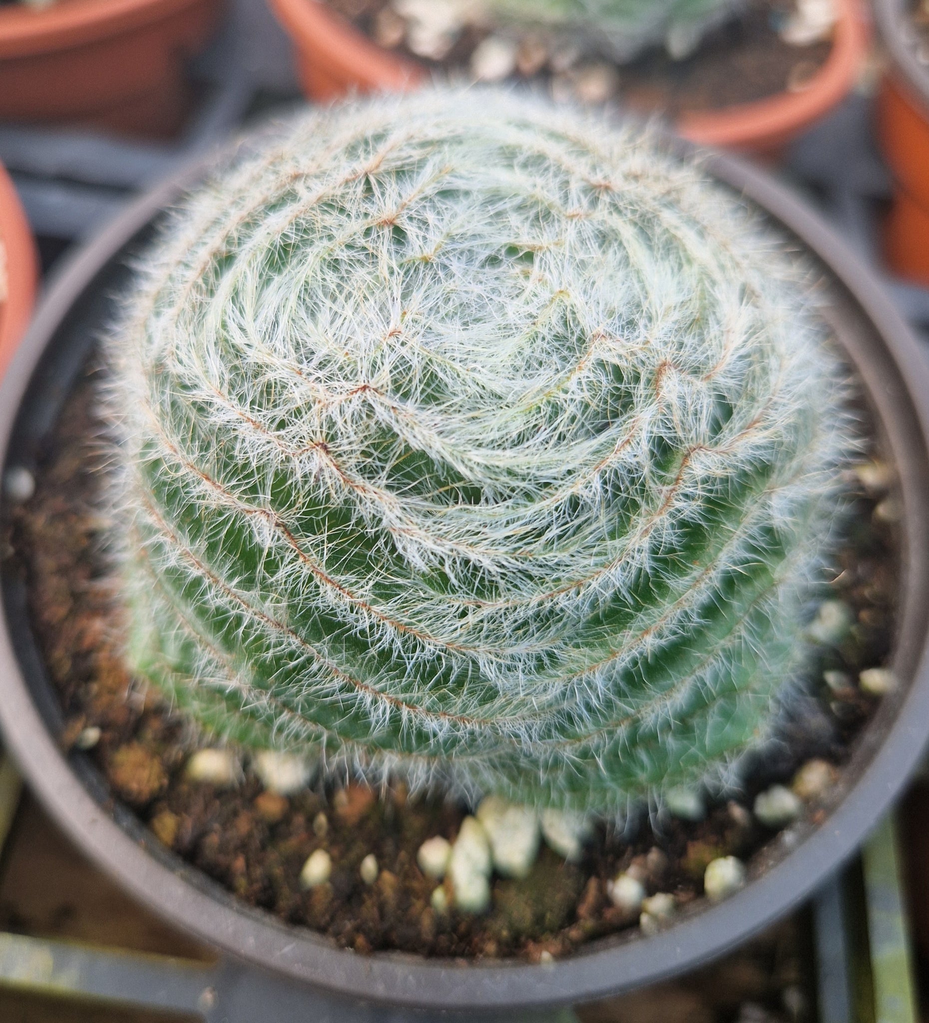 Crassula barbata