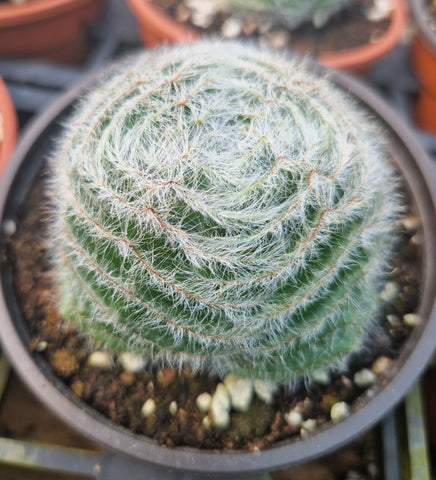 Crassula barbata