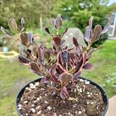 Coprosma 'Eclipse'