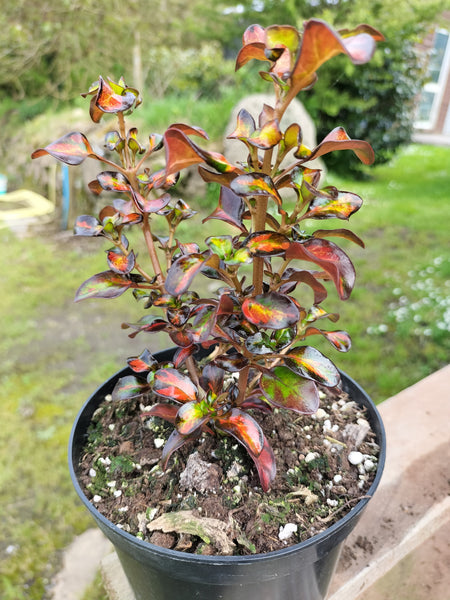 Coprosma 'Glowing Embers'