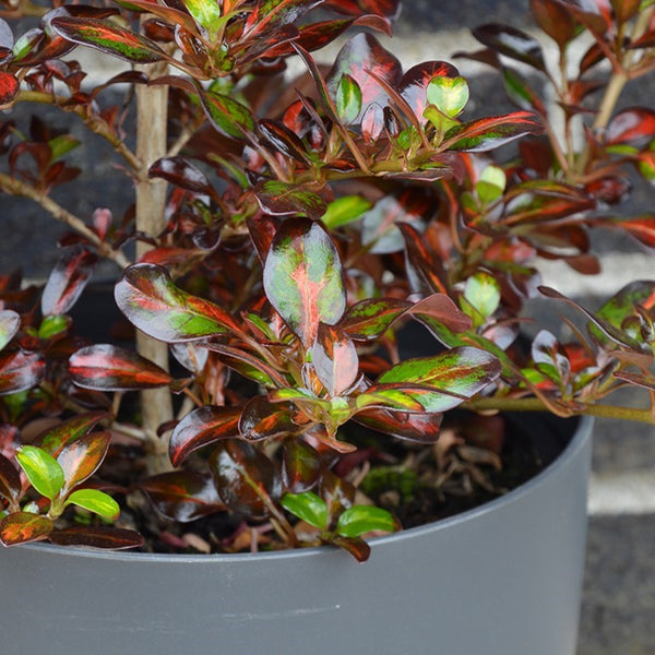 Coprosma 'Glowing Embers'