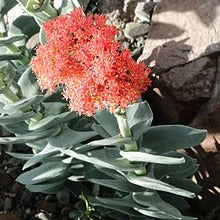 Crassula perfoliata