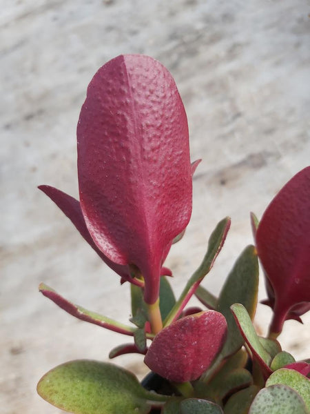 Crassula multicava 'Ngabara'