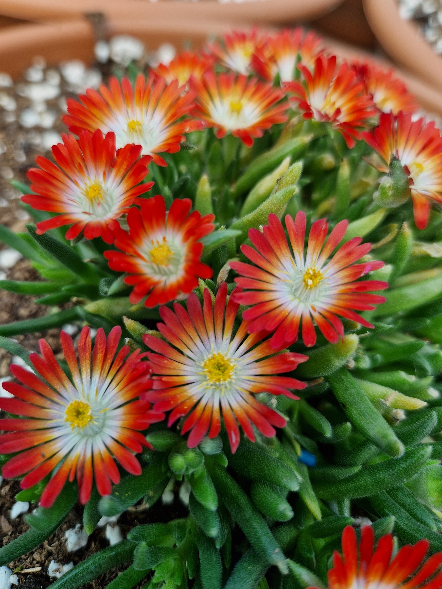 delosperma cooperi succulent Delosperma cooperi 'Sunset' – Penberth Plants