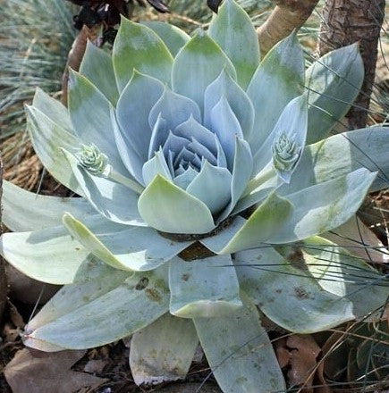 Dudleya pulverulenta