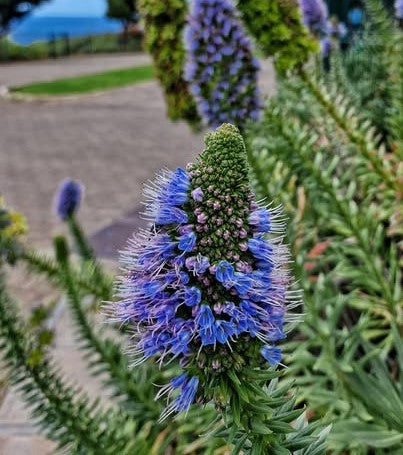 Echium nervosum