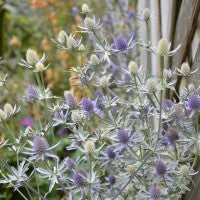 Eryngium 'Jade Frost'