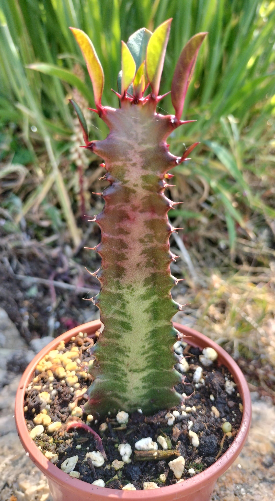 Euphorbia trigona rubra
