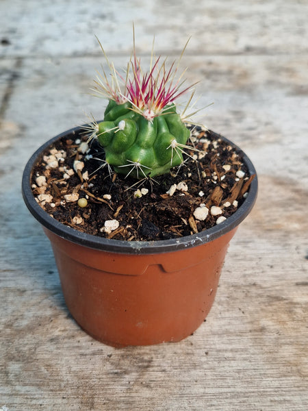 Ferocactus pilosus