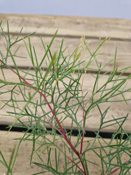 Hakea trifurcata