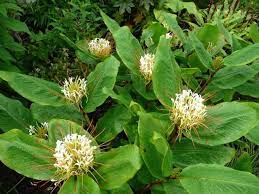 Hedychium ellipticum