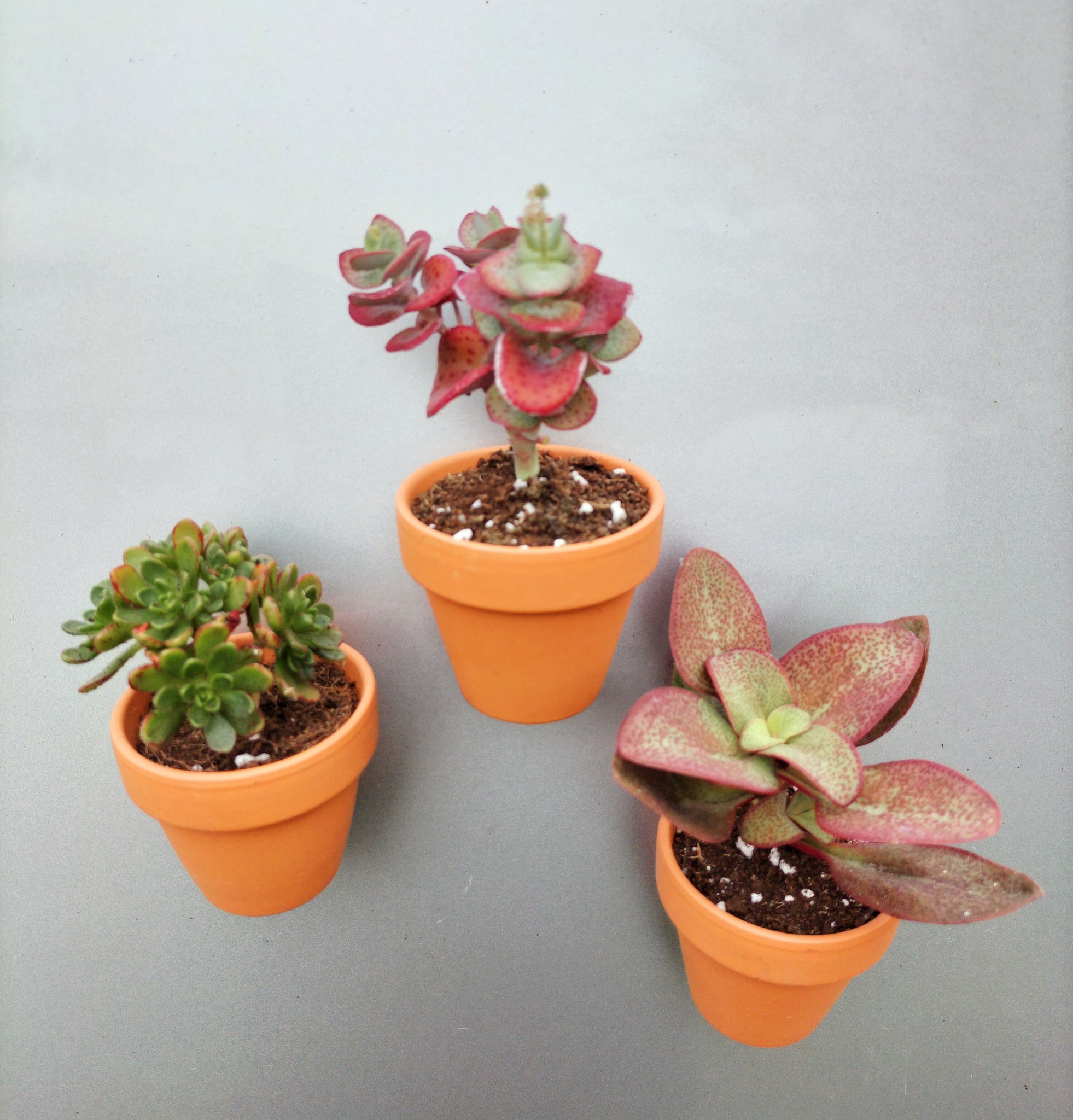 Living Succulent fridge magnets