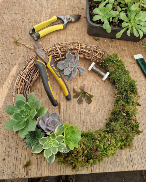 Living Succulent Christmas Wreath