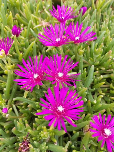 Delosperma cooperi