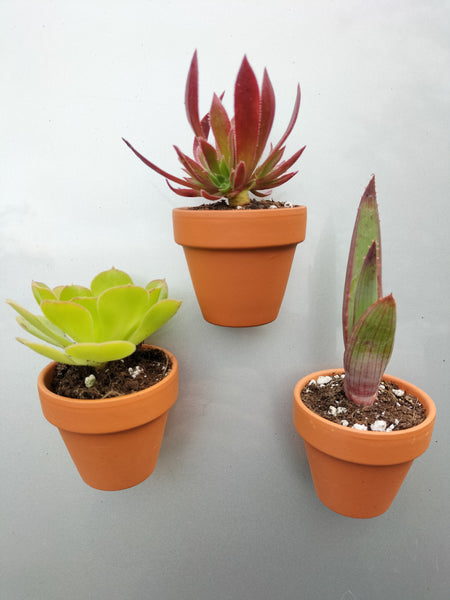 Living Succulent fridge magnets