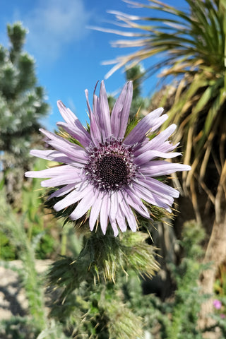 Berkheya purpurea