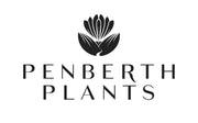 Penberth Plants