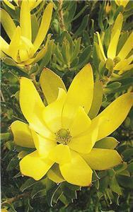 Leucadendron gandogeri