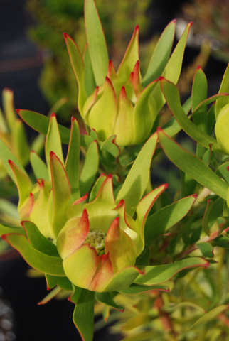 Leucadendron 'Inca Gold'