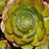 Aeonium Minack Rose