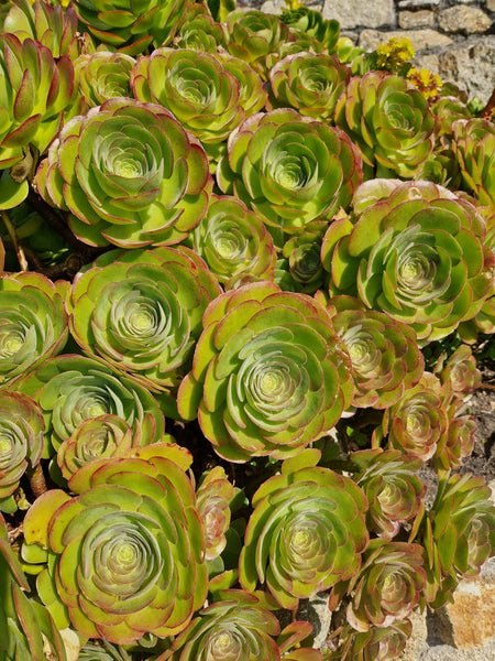 Aeonium Minack Rose