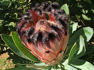 Protea laurifolia