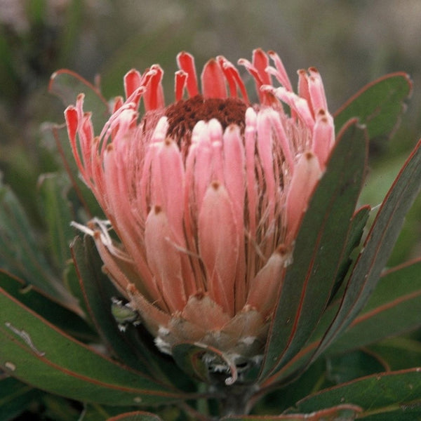 Protea lorifolia