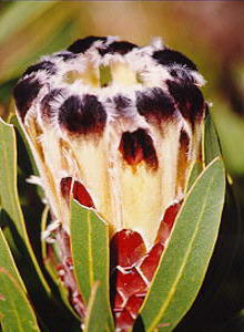 Protea lepidocarpodendron