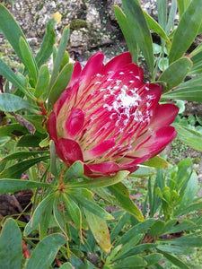 Protea repens