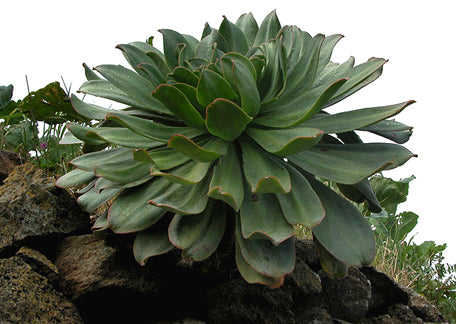 Aeonium davidbramwellii