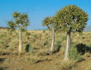 Aloe dichotoma