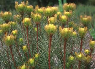 Aulax umbellata Penberth Plants