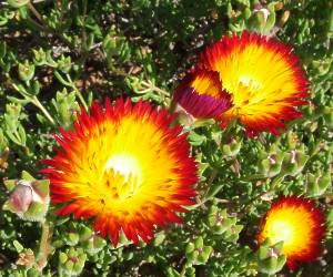 Drosanthemum bicolor