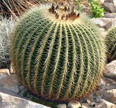 Echinocactus grusonii