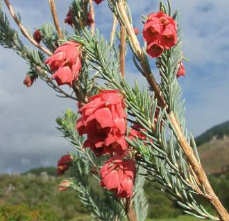 Erica glauca var. glauca