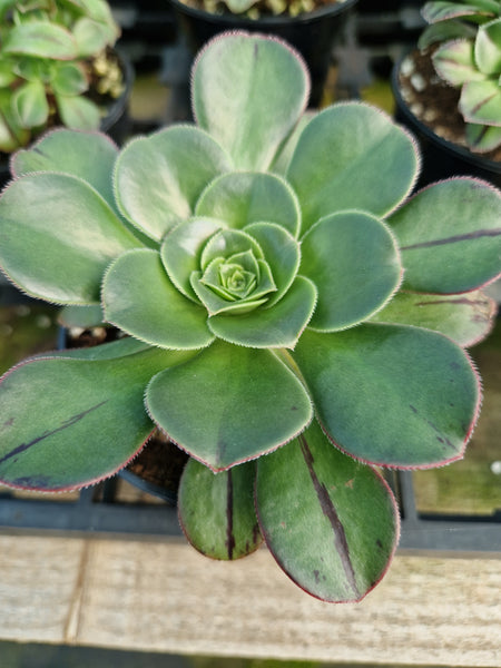 Aeonium undulatum