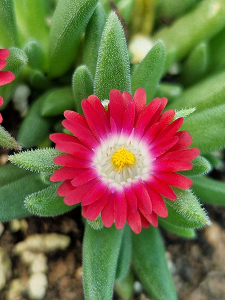 Delosperma 'Shiraz'