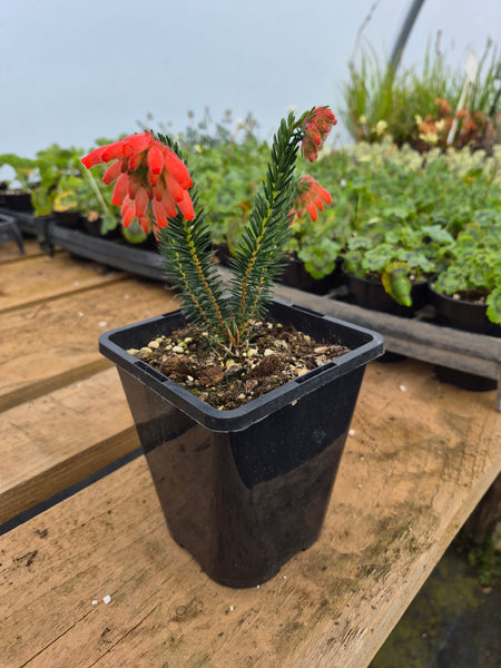 Erica cerinthoides