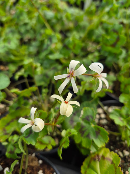 Pelargonium tabulare