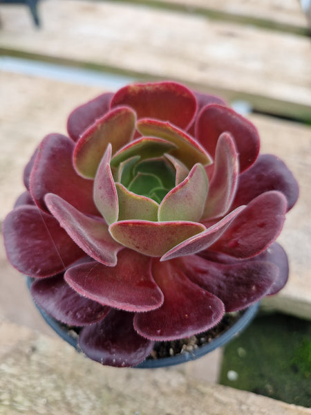 Aeonium 'Velour'